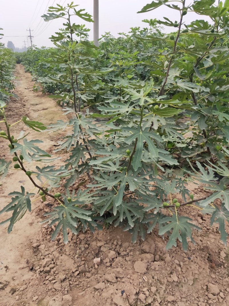 凌霄花木，绿化家庭种植1-3年苗价格便宜