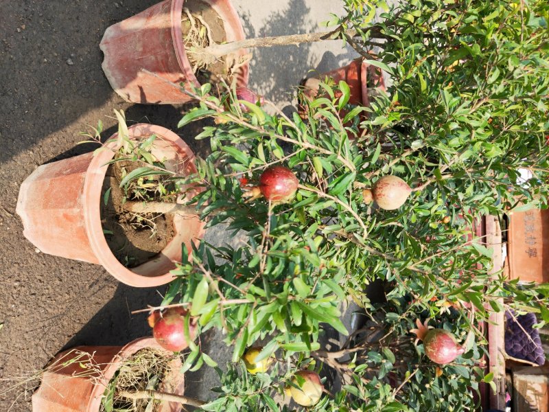 凌霄花木，绿化家庭种植1-3年苗价格便宜