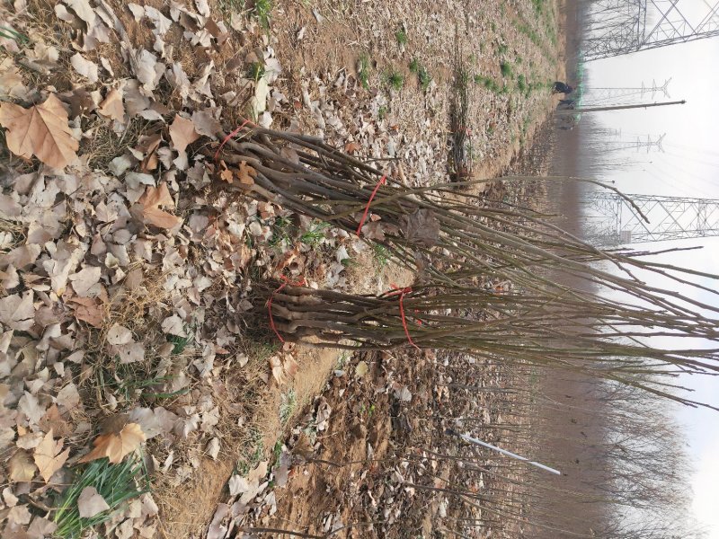 凌霄花木，绿化家庭种植1-3年苗价格便宜