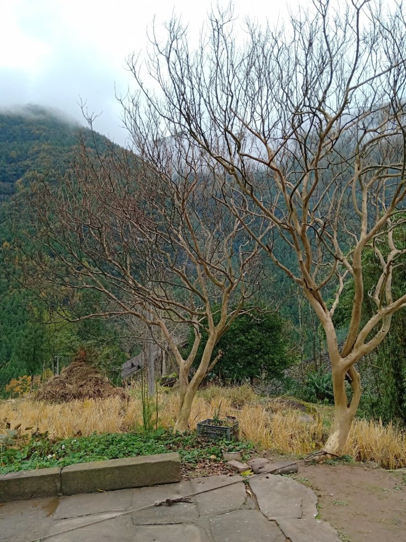 紫薇