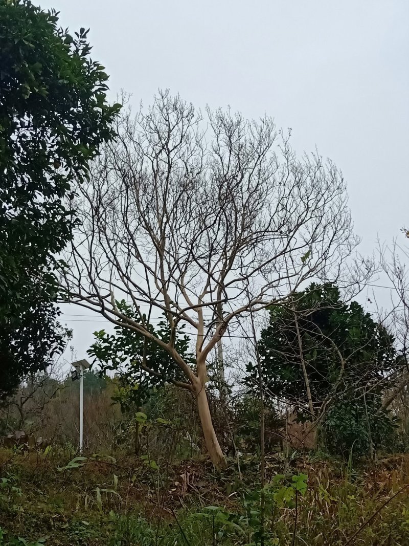 紫薇