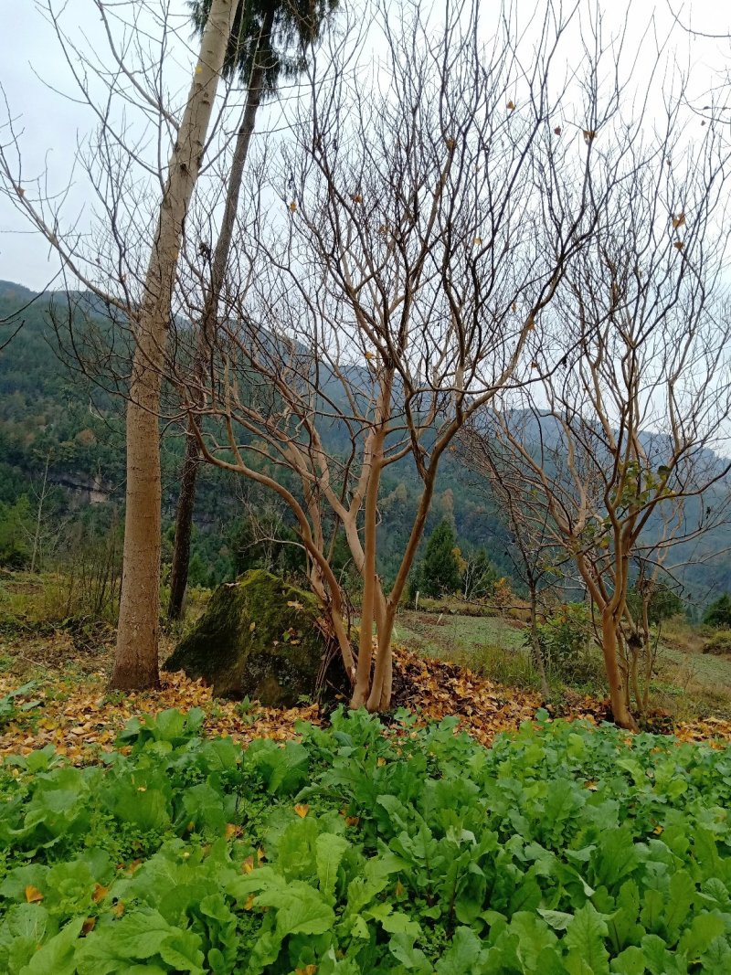 紫薇