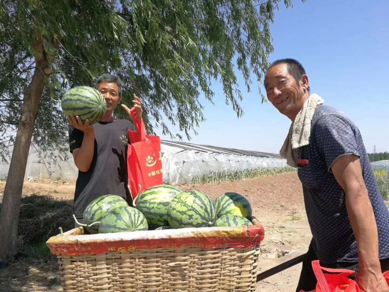 西瓜种子大红瓤易坐果含糖量高800粒