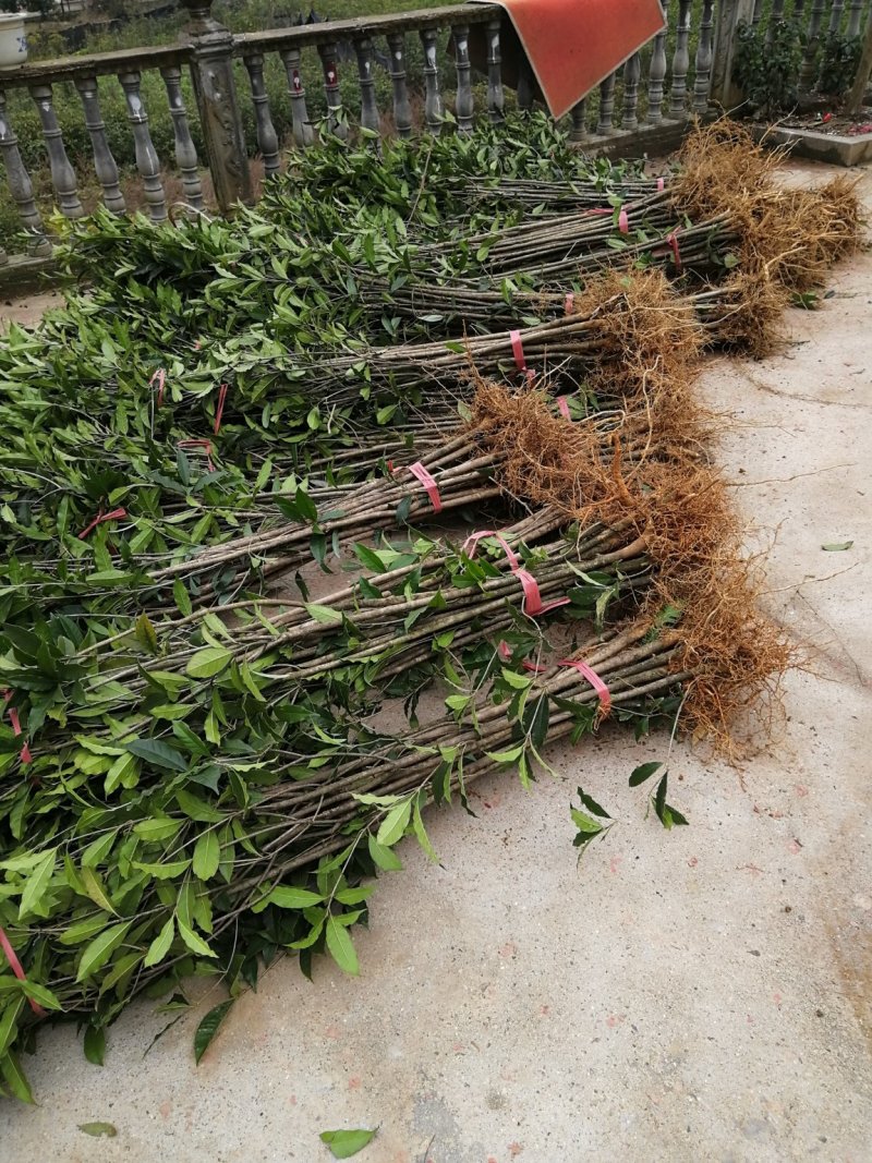 桂花树苗，品质好，成活率高，价格低，量大价格优惠。