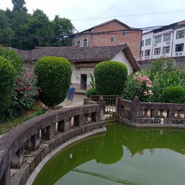 黄杨