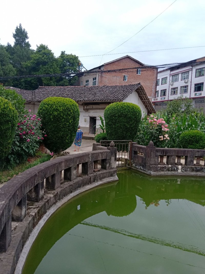 黄杨