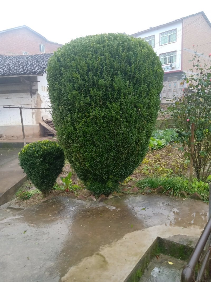 黄杨