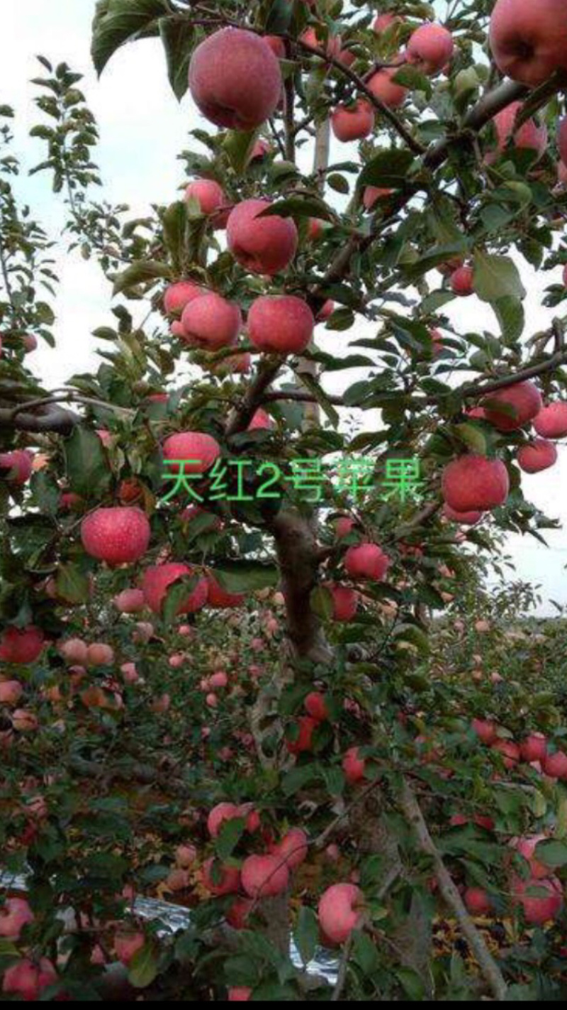 腾地处理天红2号苹果苗，3年生苗，1.5公分到3公分