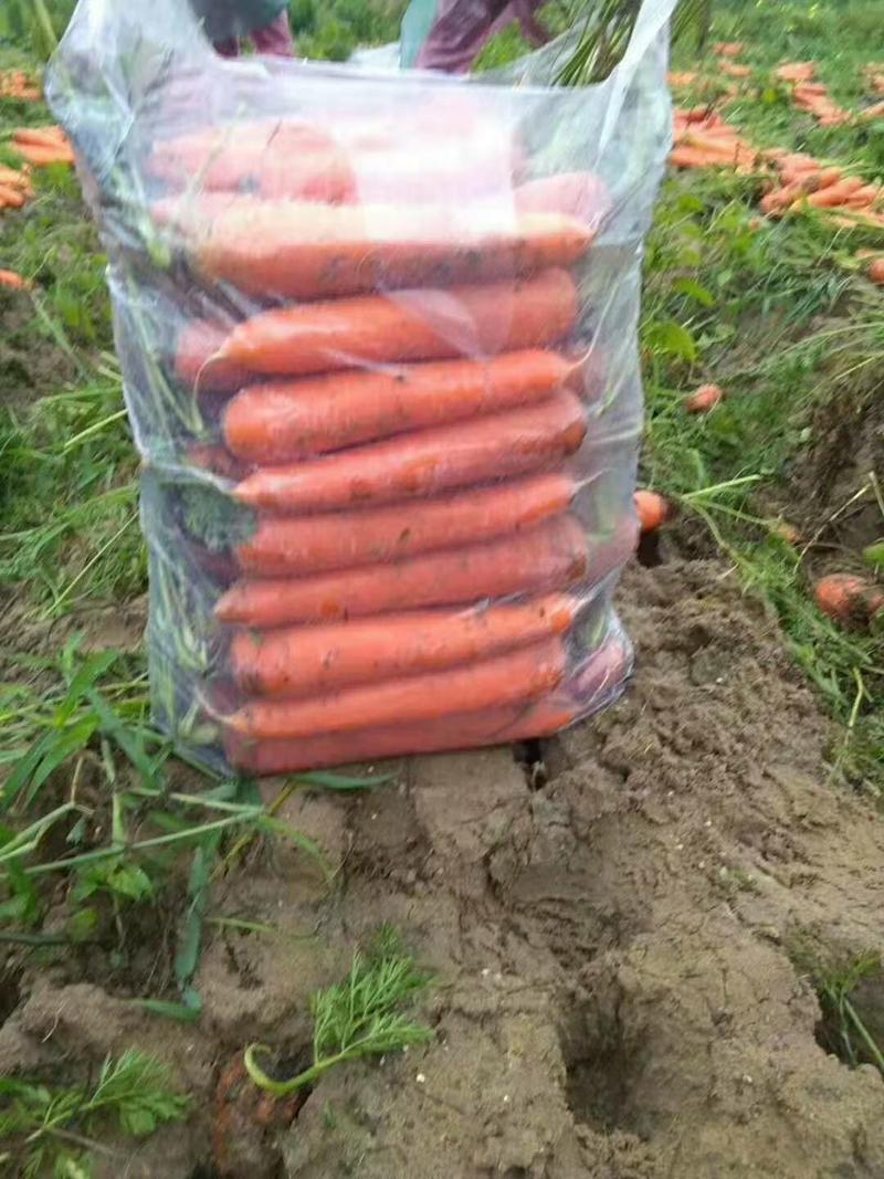 三红胡萝卜产地一手货源电商市场超市加工厂养殖场货