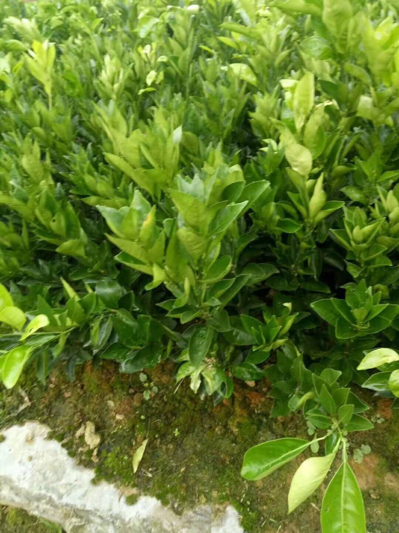 夏橙苗纽荷尔脐橙苗！南丰苗！碰柑苗！国庆一号