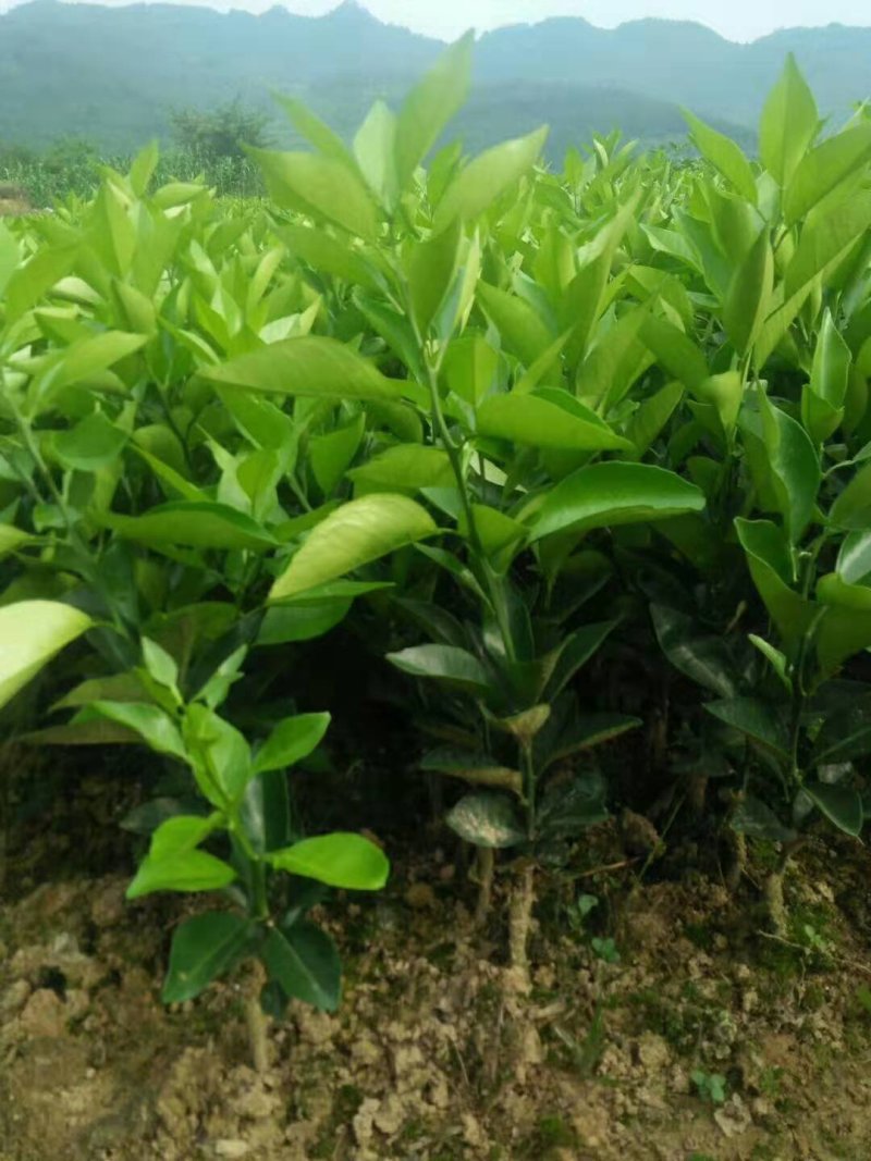夏橙苗纽荷尔脐橙苗！南丰苗！碰柑苗！国庆一号