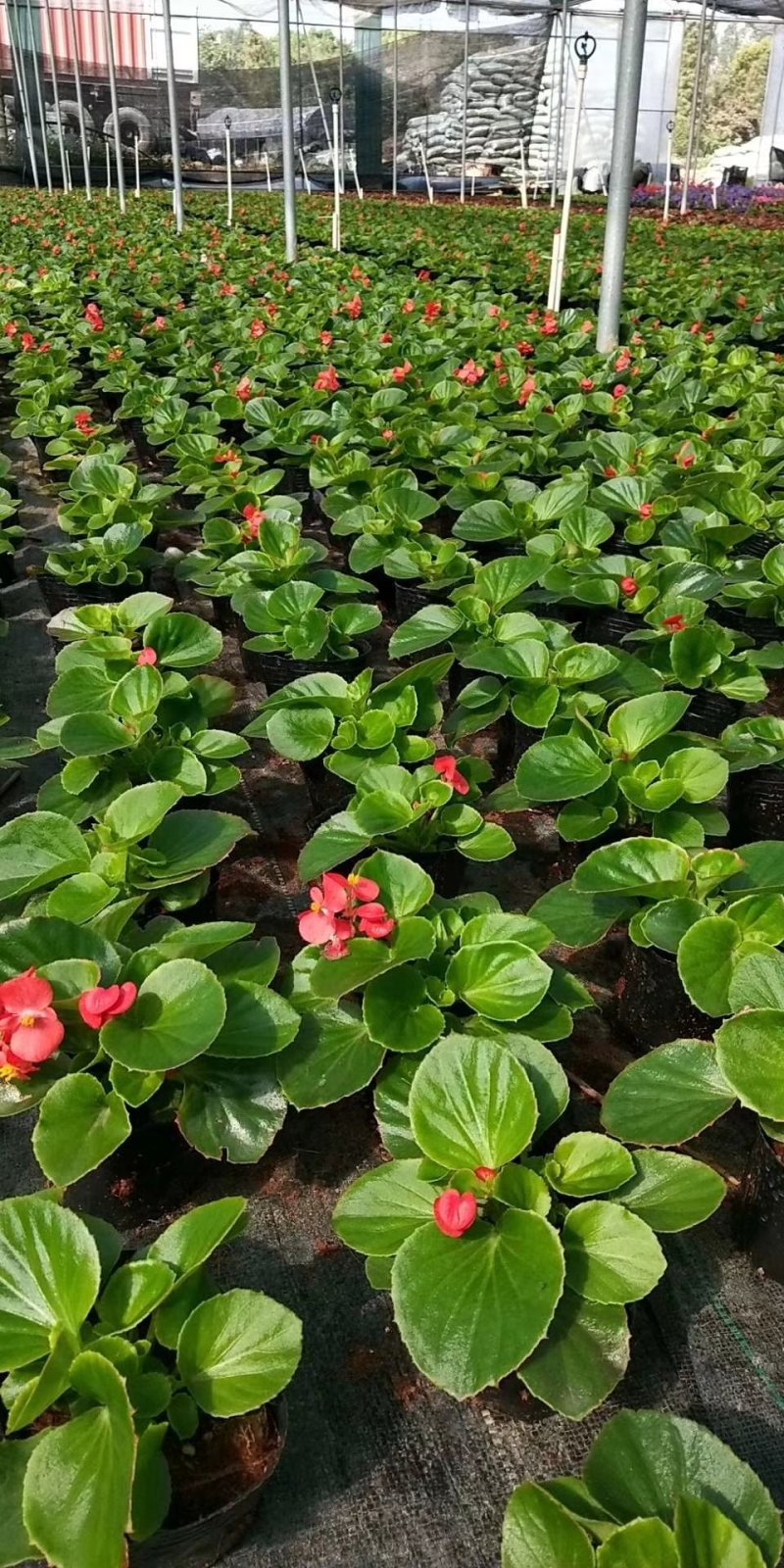 四季海棠红叶红花，广东省佛山基地直销