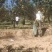 玉露香梨树