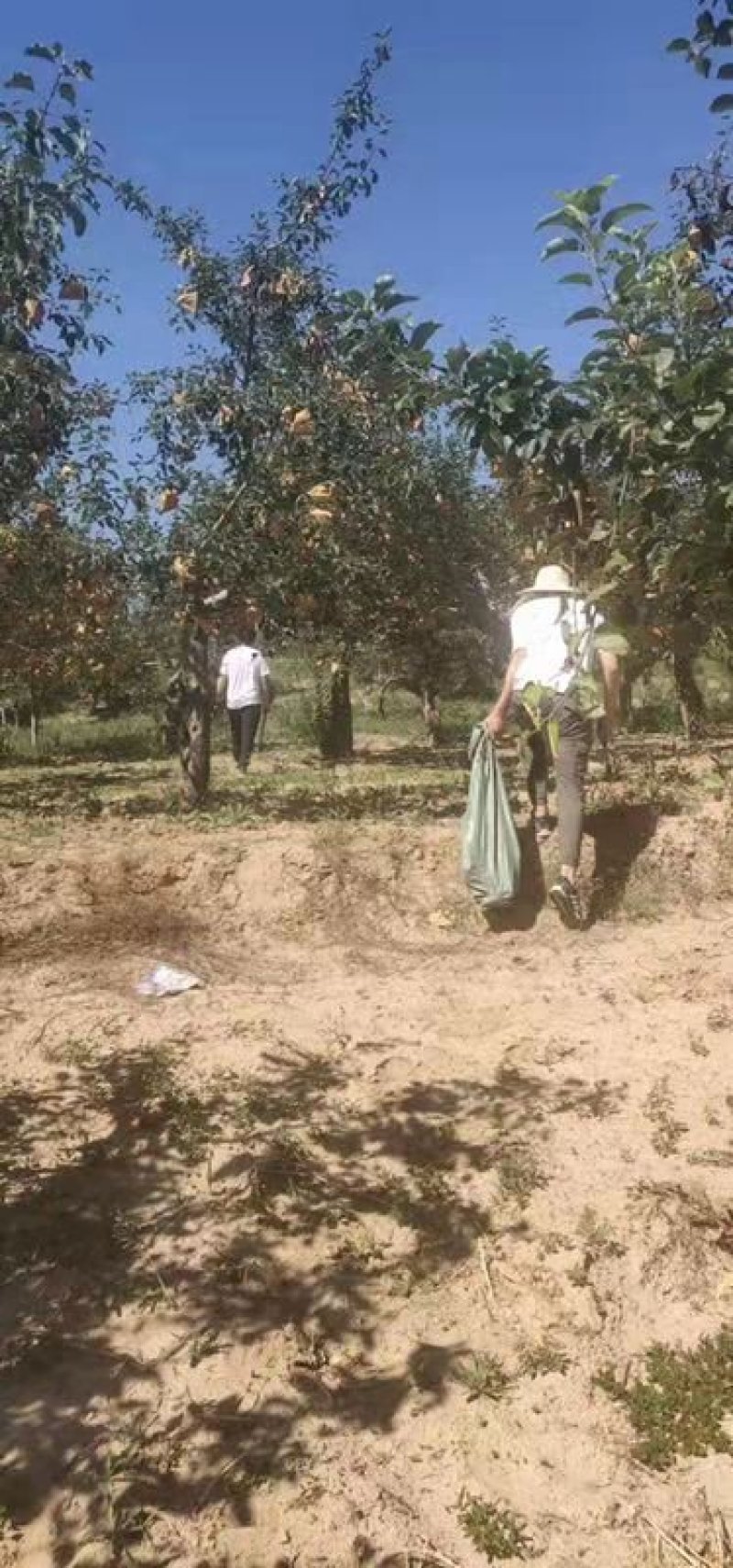 玉露香梨树