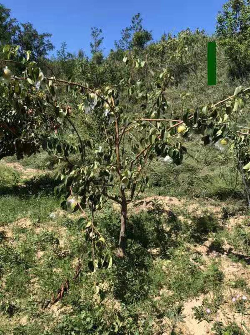 玉露香梨树