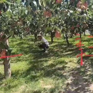 玉露香梨树