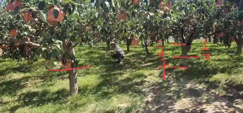 玉露香梨树