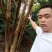 紫薇