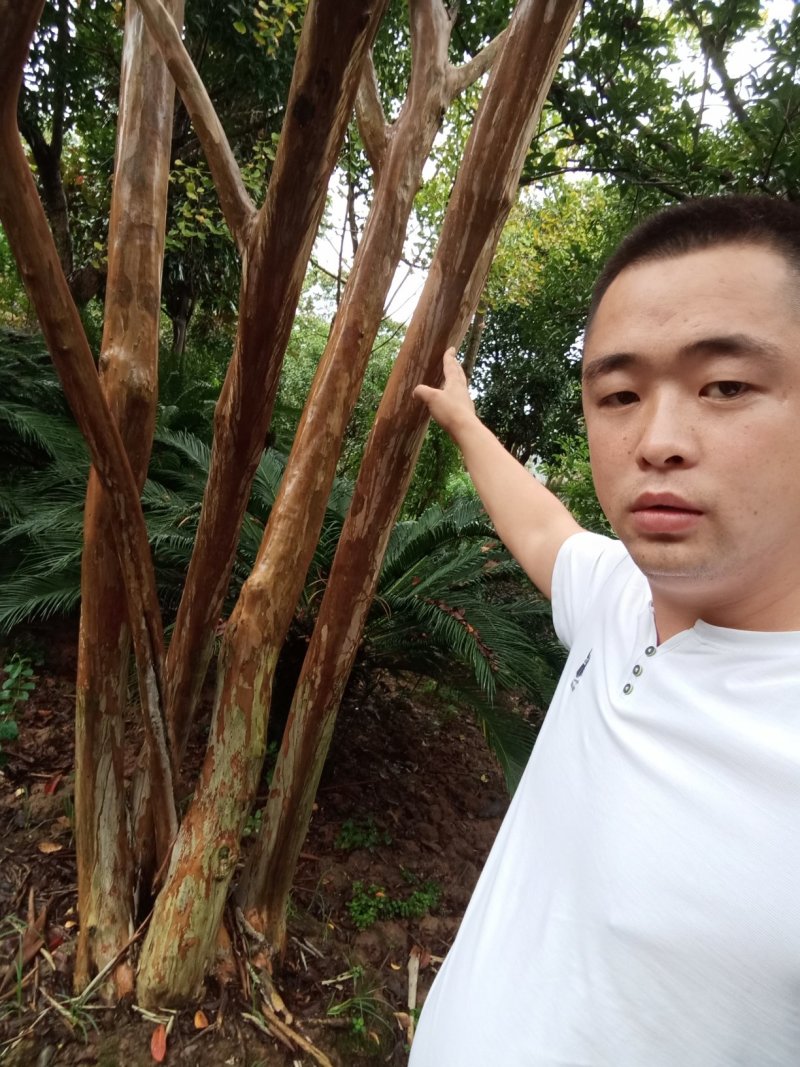 紫薇