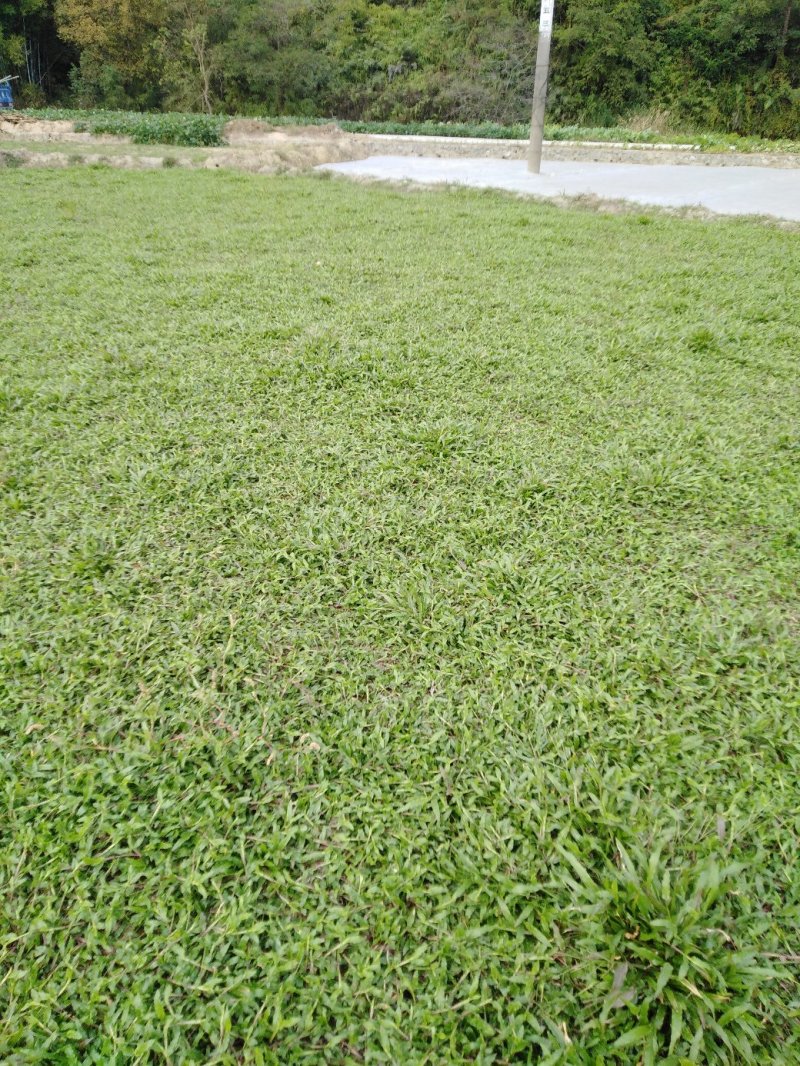 供应大叶油草皮，马尼拉草皮