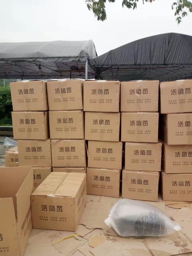 甲鱼苗饲料、中华鳖`本场还有珍珠鳖、草龟出售、