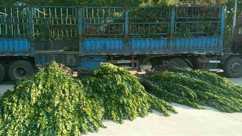 北海道黄杨苗80cm以上万年青土球现挖