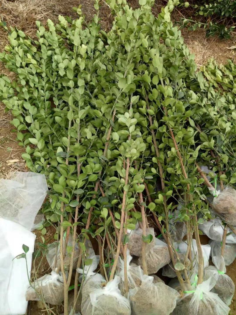 北海道黄杨苗80cm以上万年青土球现挖