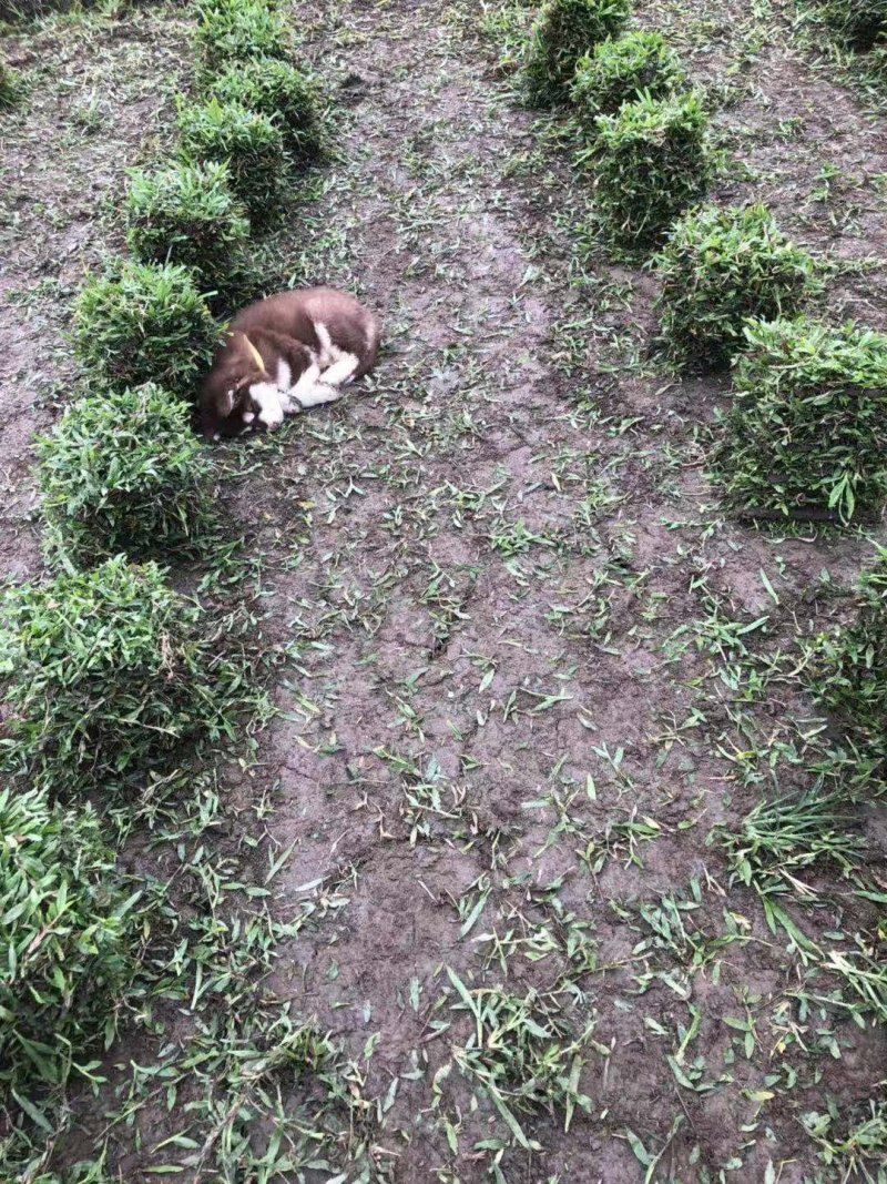 精品大叶油草皮低价出售