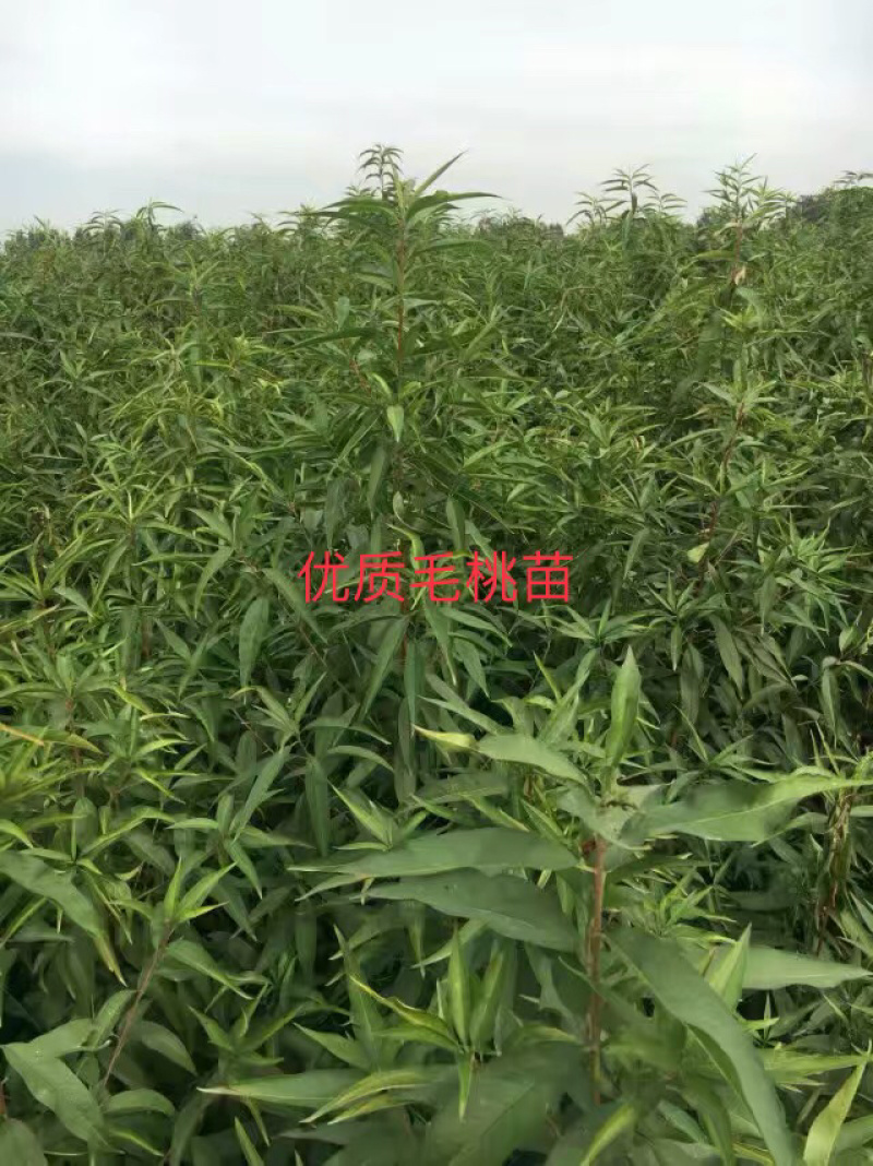 毛桃核毛桃种子以及春天沙藏好的毛桃核量大价优