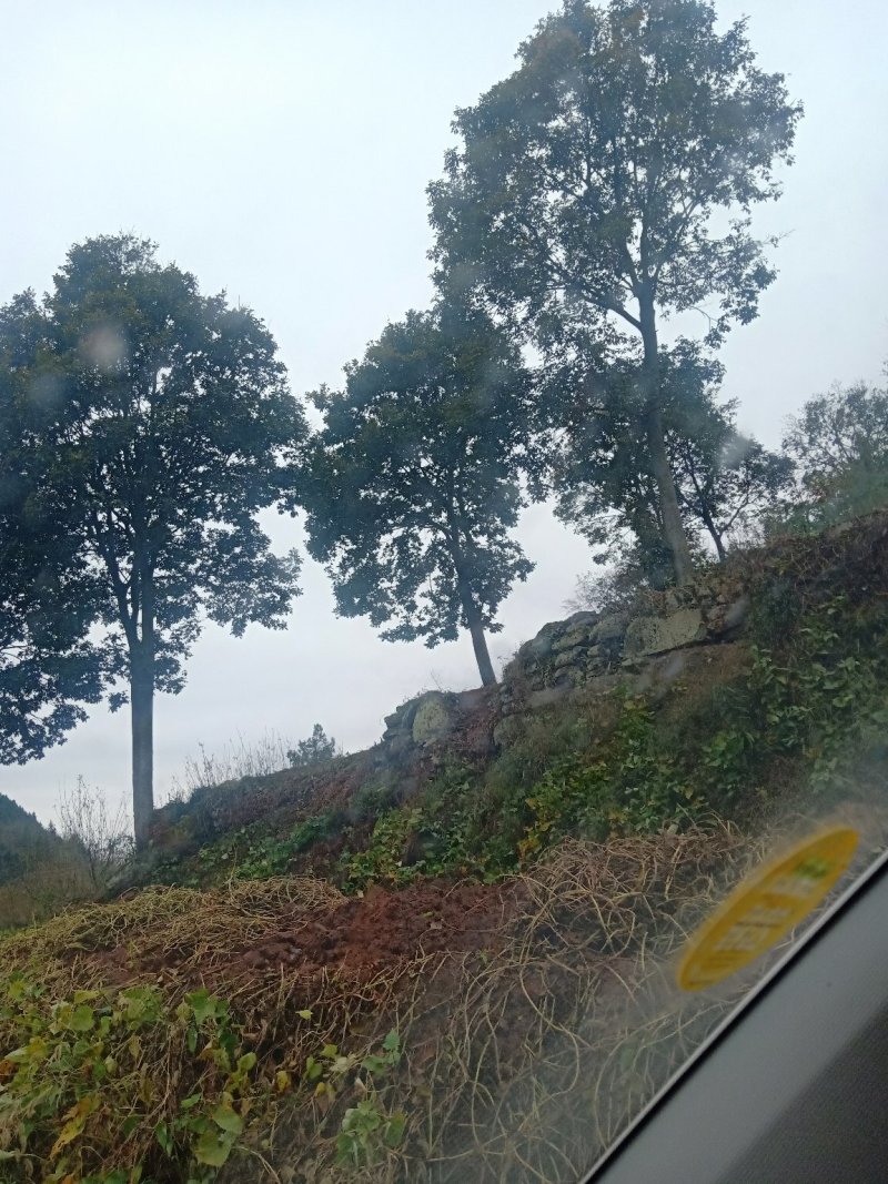 红豆树