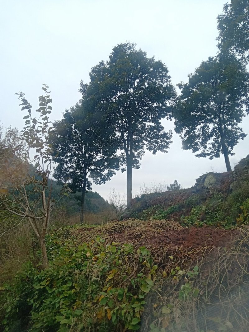 红豆树