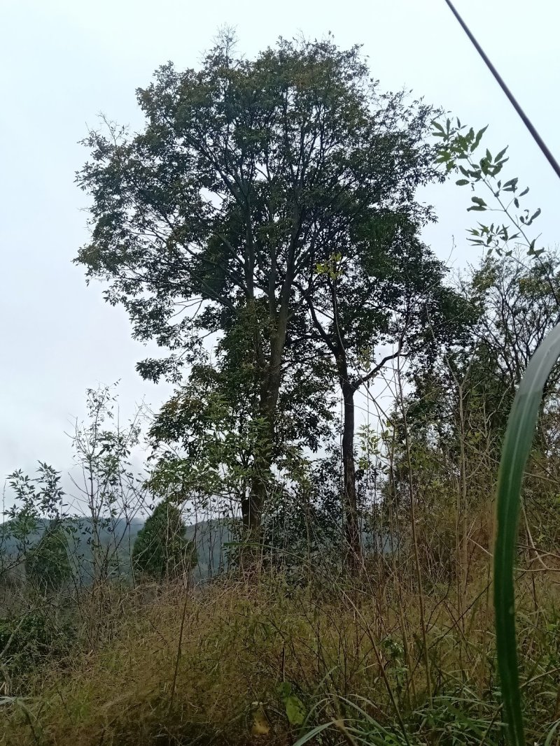 红豆树