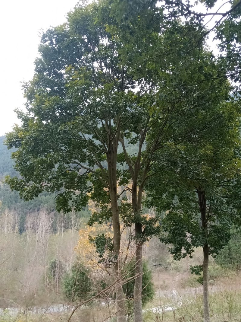红豆树