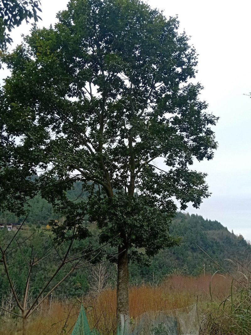 红豆树
