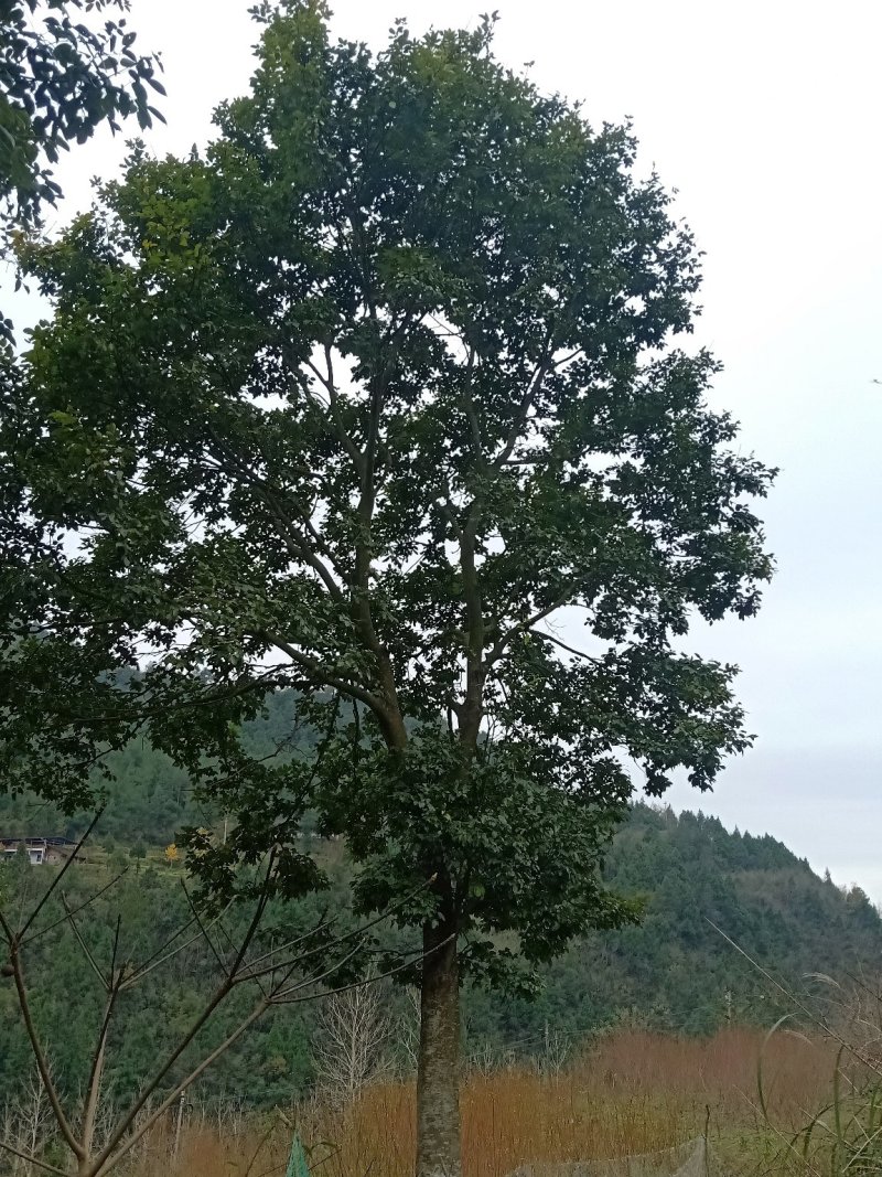 红豆树