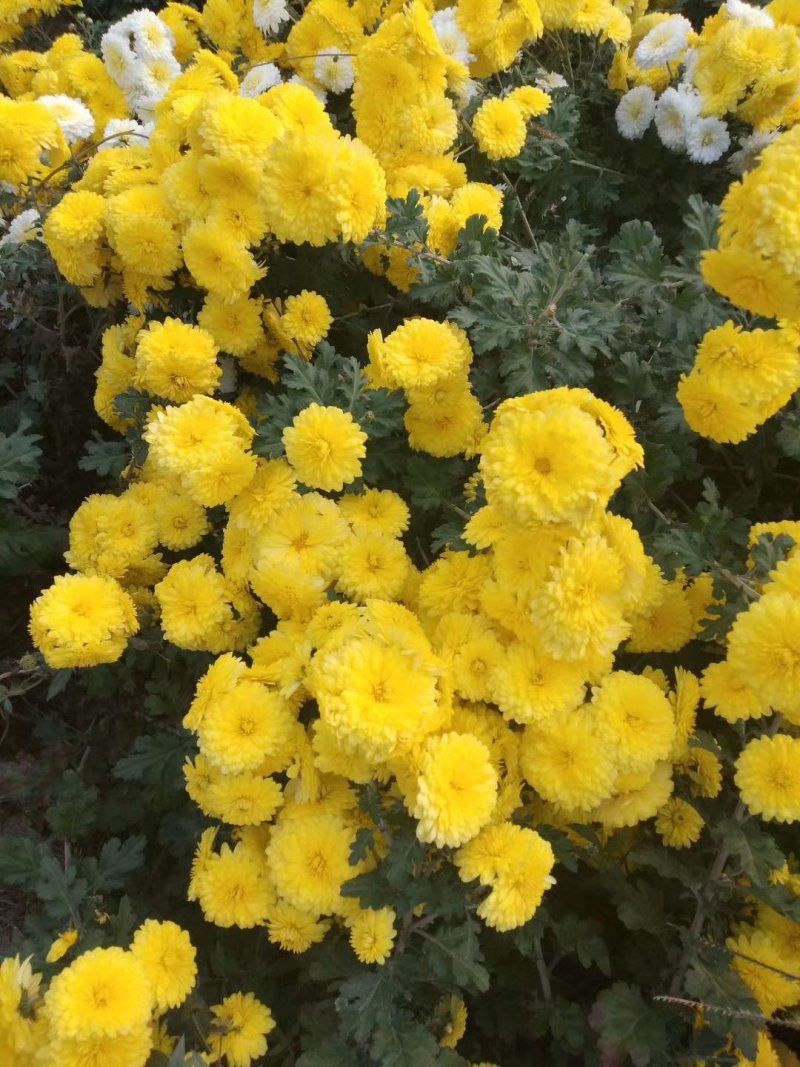 四大怀药怀菊珍品珍珠菊花茶