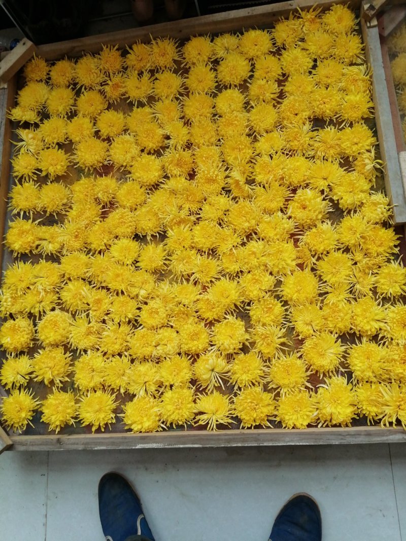 四大怀药怀菊珍品珍珠菊花茶