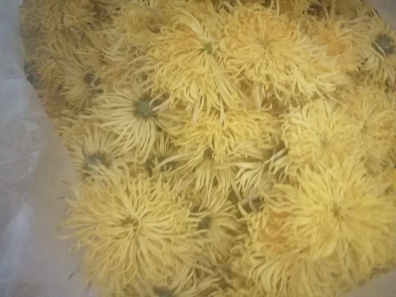 四大怀药怀菊珍品珍珠菊花茶