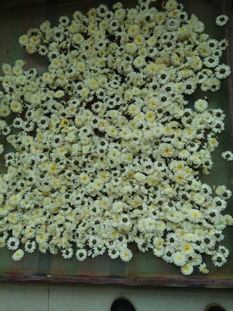 四大怀药怀菊珍品珍珠菊花茶