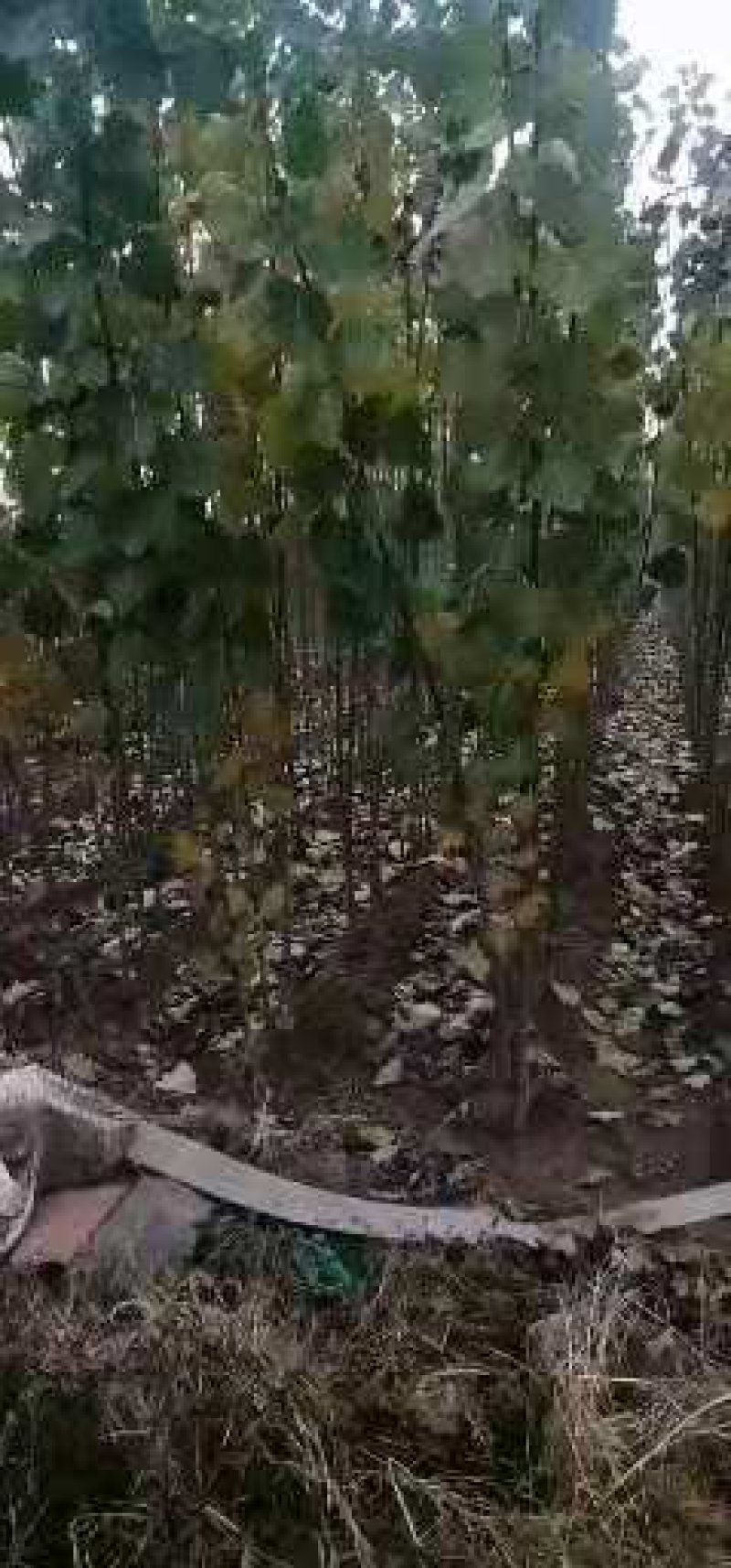 速生107杨树苗（成活率高无病害条型直）可发全国各地物流