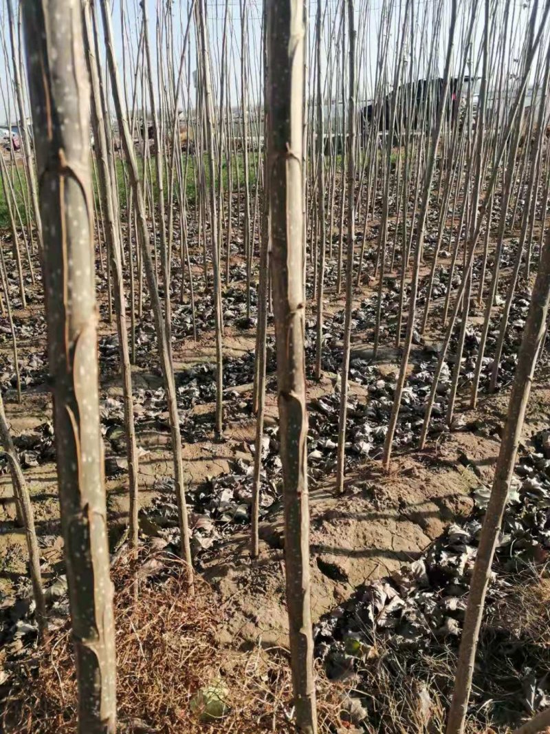 速生107杨树苗（成活率高无病害条型直）可发全国各地物流