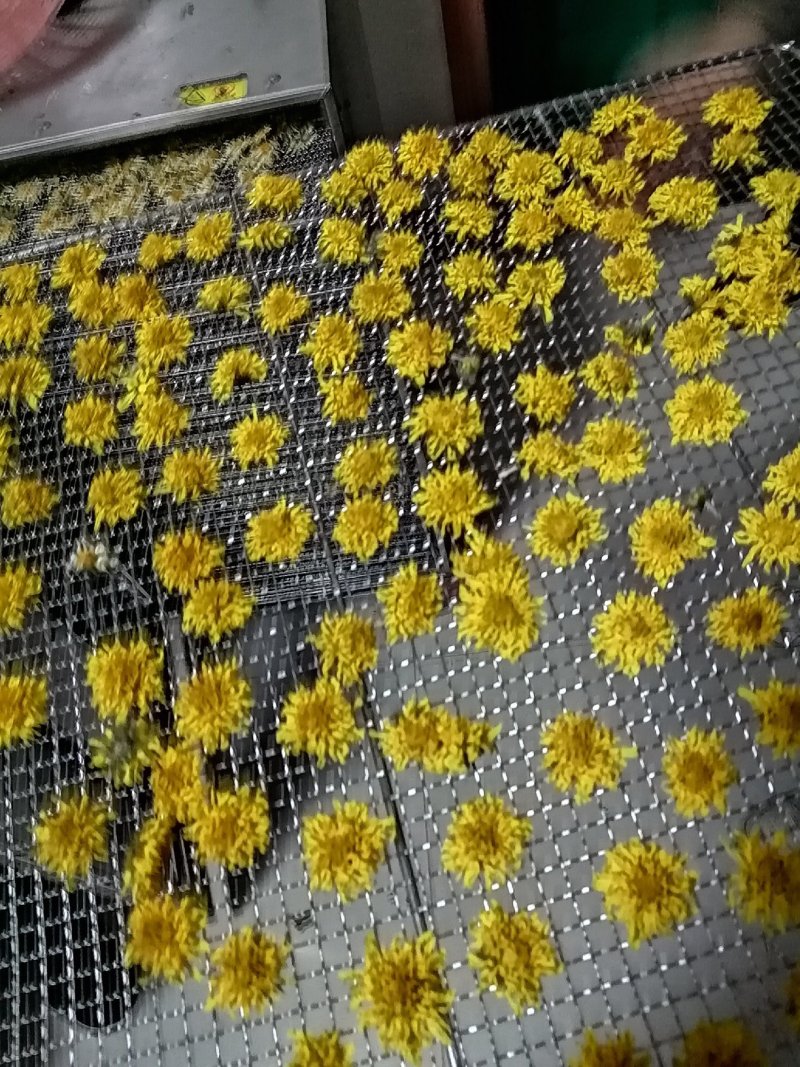四大怀药怀菊珍品珍珠菊花茶