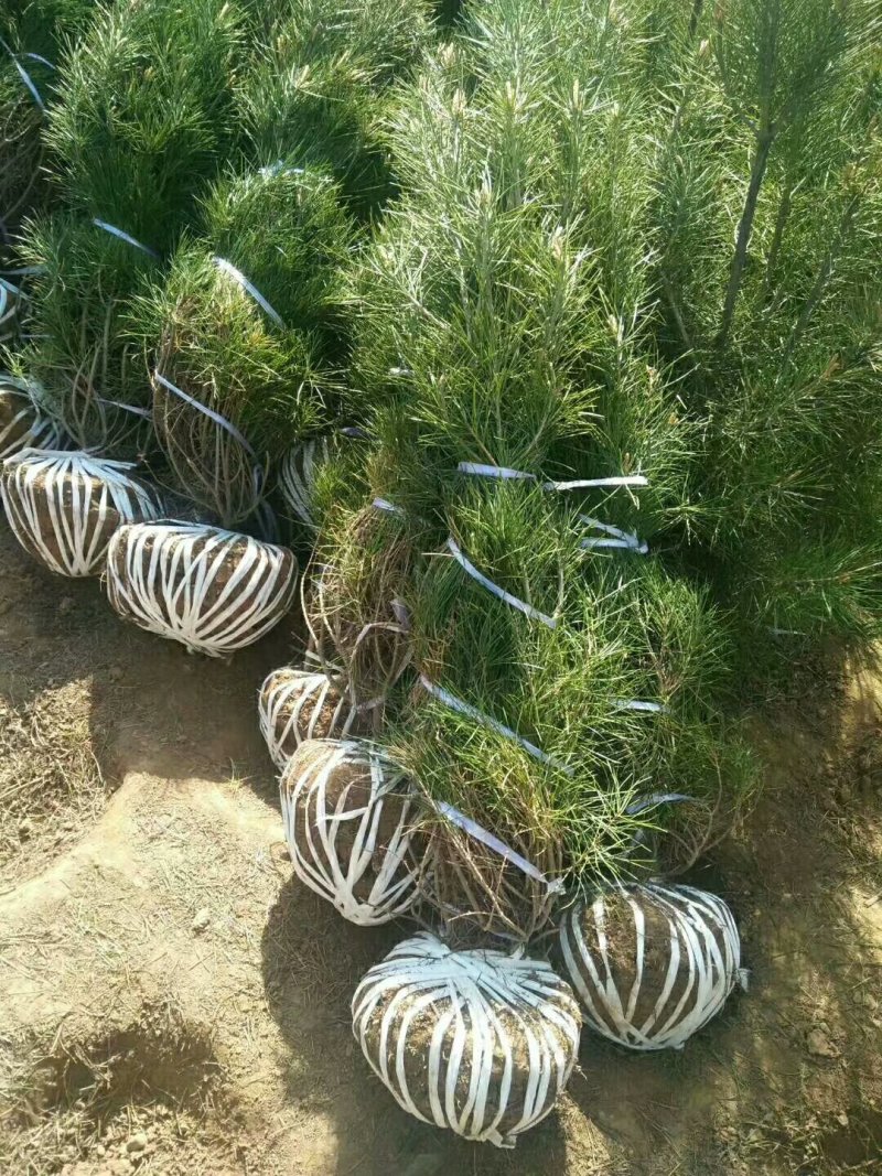 山东白皮松1.5~2m价格便宜小苗白皮松