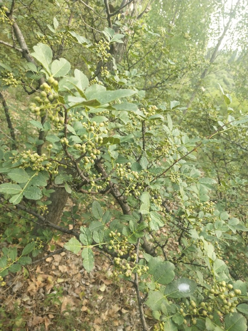 山地