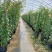 欧月爬藤藤本月季大苗四季开花不断别墅庭院爬墙植物拱门蔷薇