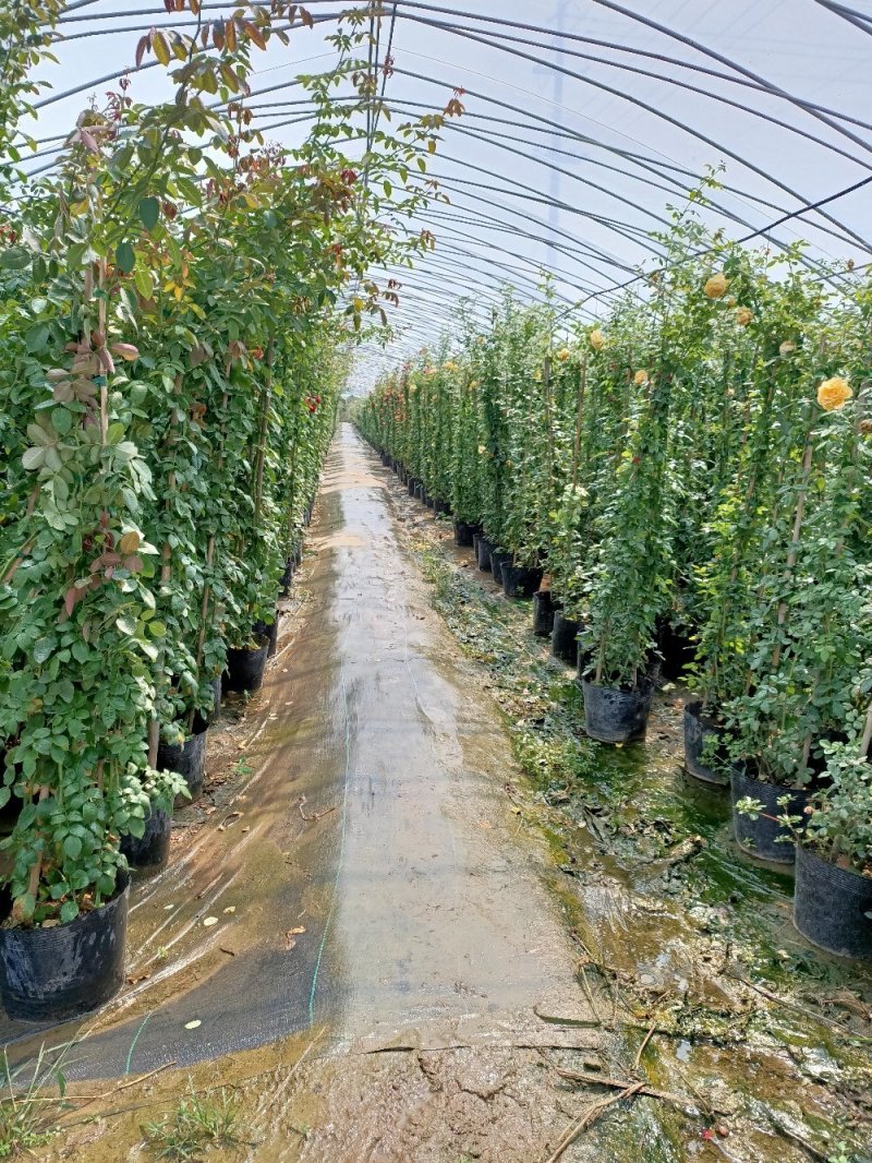 欧月爬藤藤本月季大苗四季开花不断别墅庭院爬墙植物拱门蔷薇