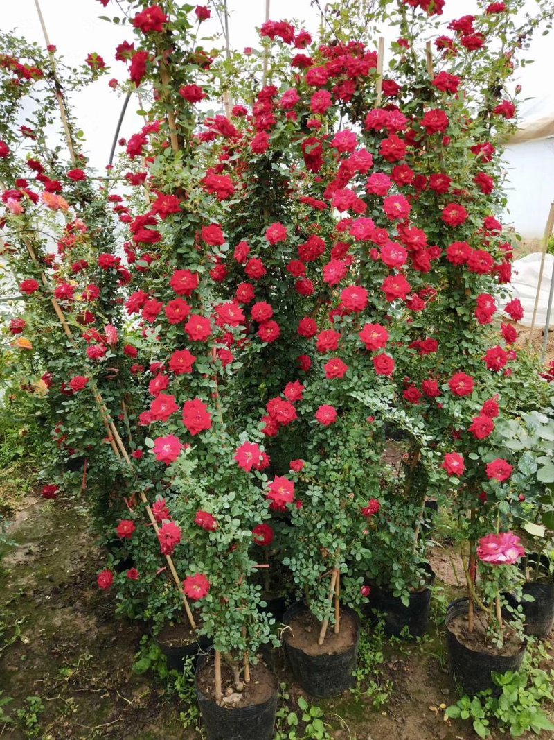 欧月爬藤藤本月季大苗四季开花不断别墅庭院爬墙植物拱门蔷薇