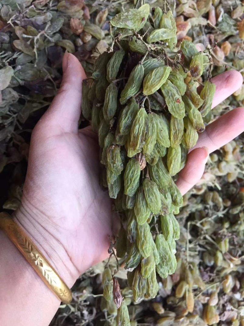 大果绿香妃天然风干晾晒产地批发代发