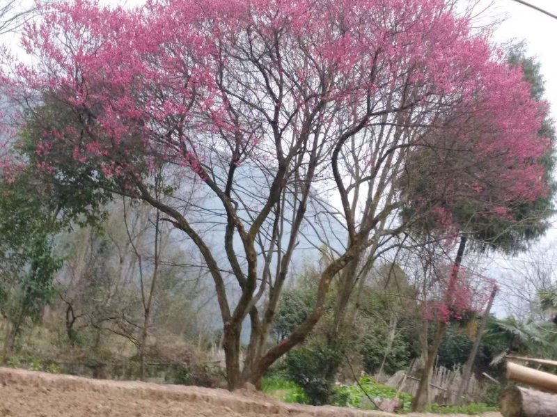 红梅
