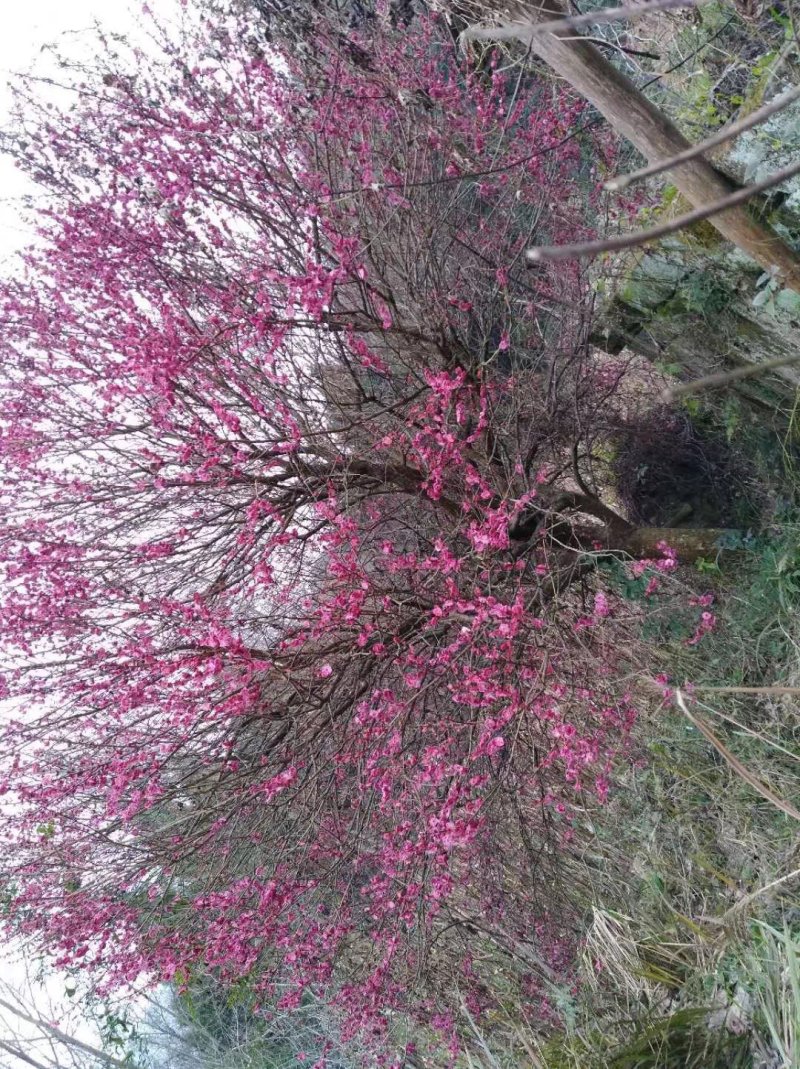 红梅